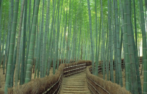 Бамбуковый лес Арасияма (Arashiyama) — Япония | Место № 13 Бамбуковый лес Арасияма (Arashiyama) — Япония | Место № 13