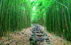 Бамбуковый лес Арасияма (Arashiyama) — Япония | Место № 13 Бамбуковый лес Арасияма (Arashiyama) — Япония | Место № 13