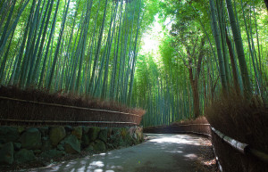 Бамбуковый лес Арасияма (Arashiyama) — Япония | Место № 13 Бамбуковый лес Арасияма (Arashiyama) — Япония | Место № 13