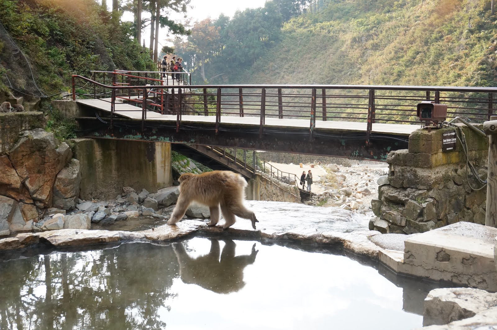 Парк обезьян Джигокудани (Jigokudani Monkey Park): снежные макаки и горячие источники Японии