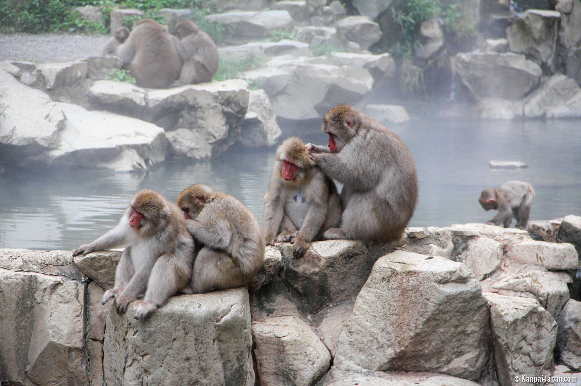 Парк обезьян Джигокудани (Jigokudani Monkey Park): снежные макаки и горячие источники Японии