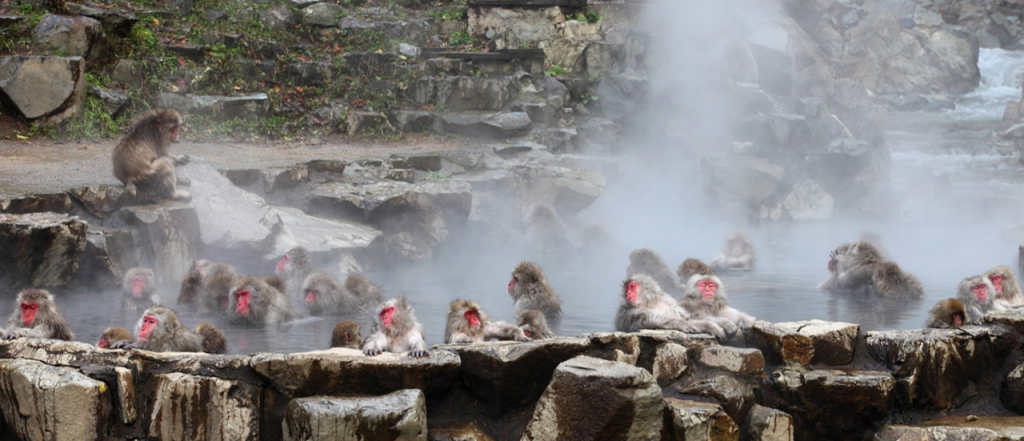 Парк обезьян Джигокудани (Jigokudani Monkey Park): снежные макаки и горячие источники Японии