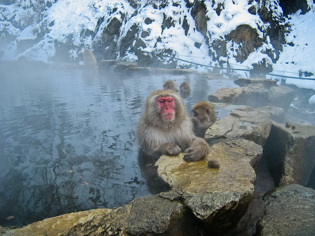 Парк обезьян Джигокудани (Jigokudani Monkey Park): снежные макаки и горячие источники Японии