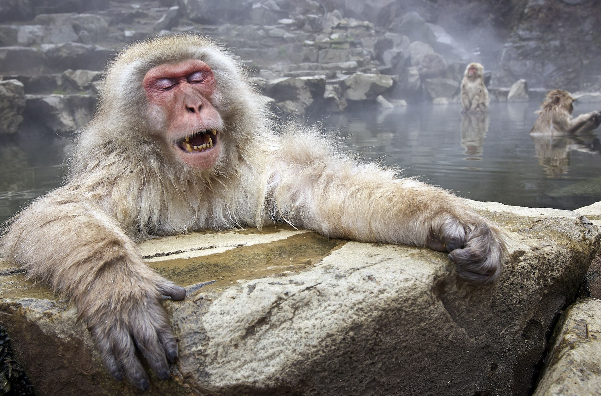 Парк обезьян Джигокудани (Jigokudani Monkey Park): снежные макаки и горячие источники Японии
