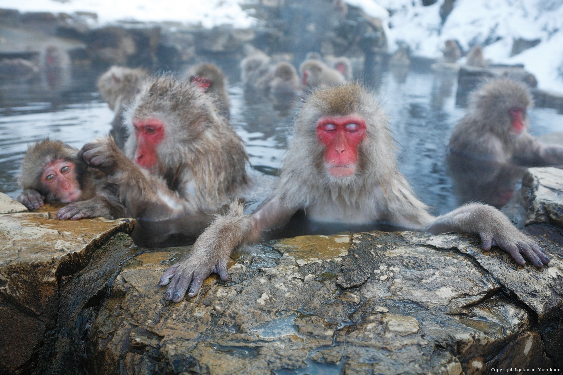 Парк обезьян Джигокудани (Jigokudani Monkey Park): снежные макаки и горячие источники Японии