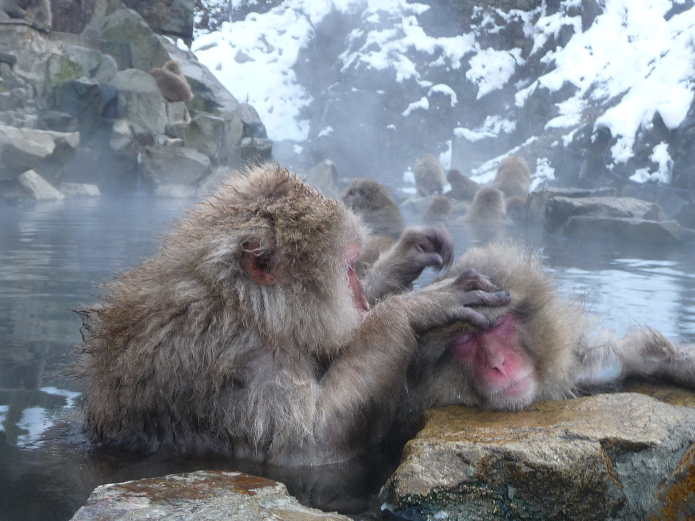 Парк обезьян Джигокудани (Jigokudani Monkey Park): снежные макаки и горячие источники Японии