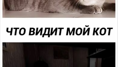 Photo of Великое переселение нейронов в голове — смешные картинки | Bugaga