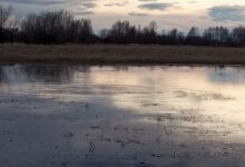 Photo of На медведя с лайками