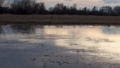 Photo of На медведя с лайками
