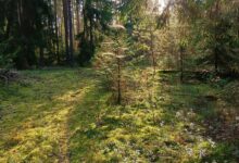 Photo of За лесным отшельником. Охота на рябчика