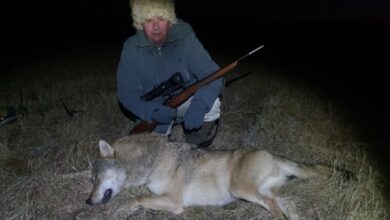 Photo of Волк с подхода – это реально!