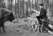 Photo of Судьба зубров, дороги людей. Я жалею сильно об одном: что эти люди вымирают…