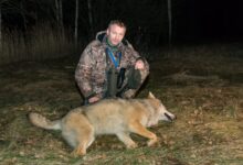 Photo of «Волки знают о нас больше, чем мы о них». Интервью с Виталием Бачурой