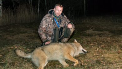 Photo of «Волки знают о нас больше, чем мы о них». Интервью с Виталием Бачурой