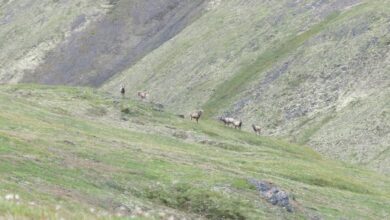 Photo of Бараны: в отчётах и в горах