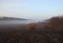 Photo of Зайчики, уточки и новогодние охоты