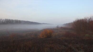 Photo of Зайчики, уточки и новогодние охоты