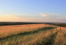 Photo of Электроманки, закон и перепёлки