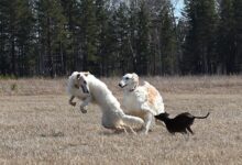 Photo of На псовой охоте