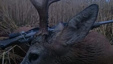 Photo of Как охотятся на косулю польские охотники