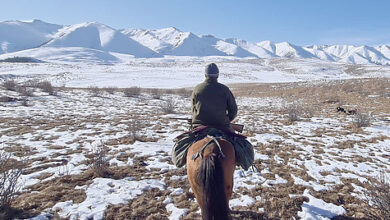 Photo of Горный сухостой
