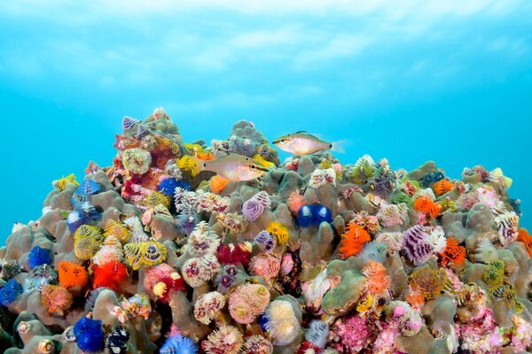 Дельфины-серферы и рыба-солнце: финалисты конкурса Ocean Photographer of the Year 2026