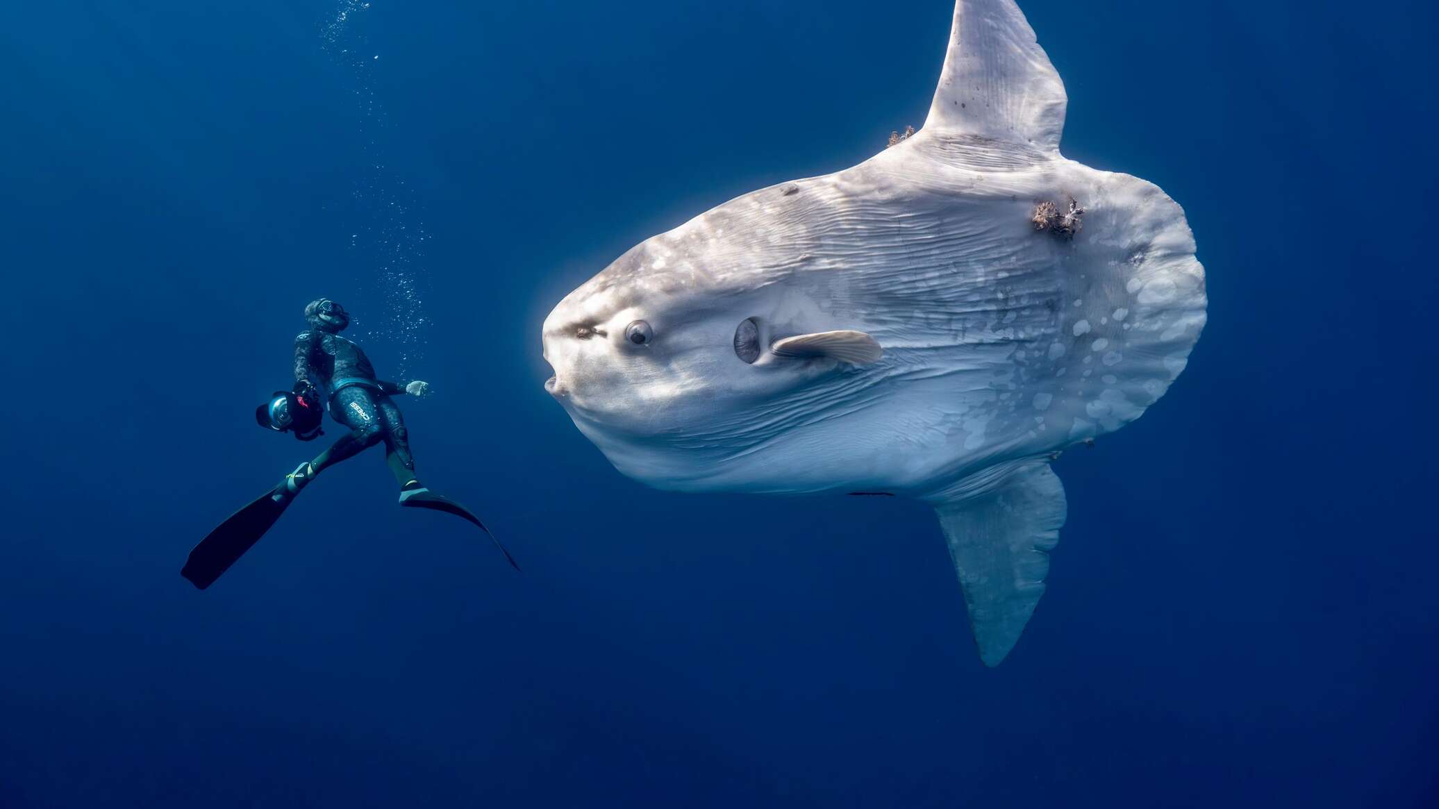 Дельфины-серферы и рыба-солнце: финалисты конкурса Ocean Photographer of the Year 2026