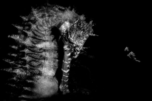 Дельфины-серферы и рыба-солнце: финалисты конкурса Ocean Photographer of the Year 2026