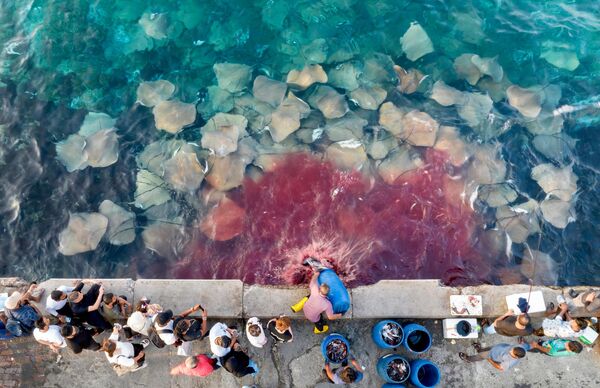 Дельфины-серферы и рыба-солнце: финалисты конкурса Ocean Photographer of the Year 2026