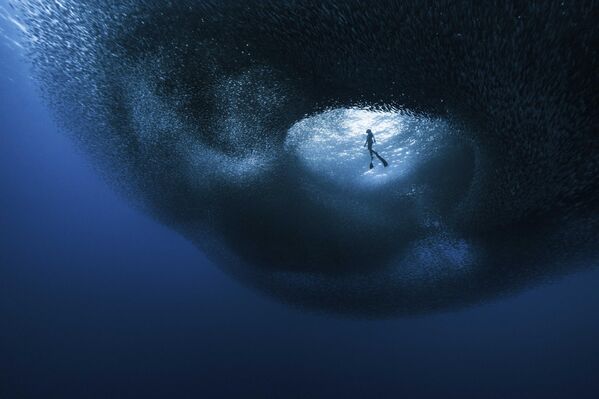 Дельфины-серферы и рыба-солнце: финалисты конкурса Ocean Photographer of the Year 2026