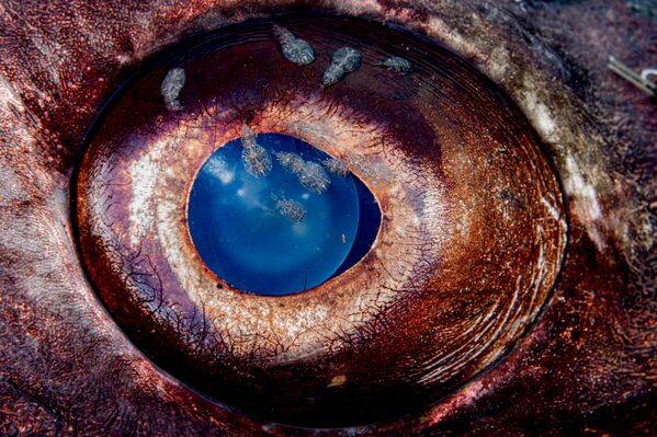 Дельфины-серферы и рыба-солнце: финалисты конкурса Ocean Photographer of the Year 2026