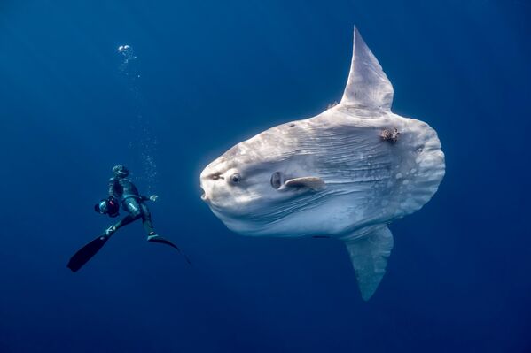 Дельфины-серферы и рыба-солнце: финалисты конкурса Ocean Photographer of the Year 2026