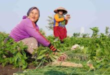 Photo of ‘Real impact on the ground’ needed as Indonesia backs UN reform