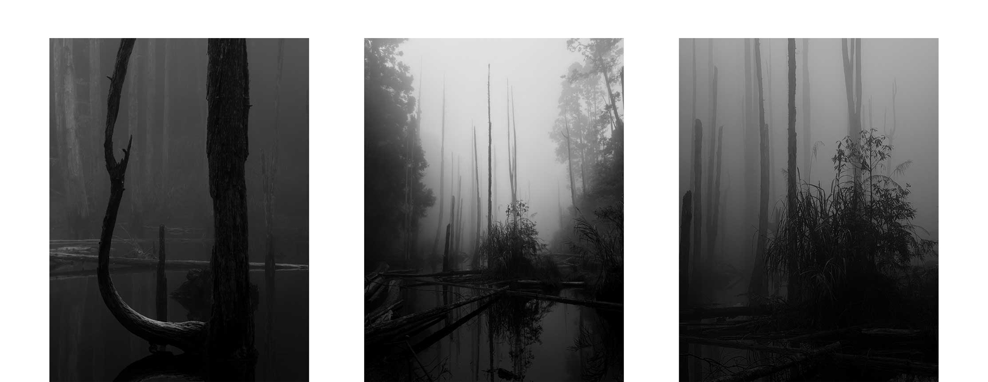 Ночной вулкан и&nbsp;попугай на арбузах: 13 победителей iPhone Photography Awards 2026