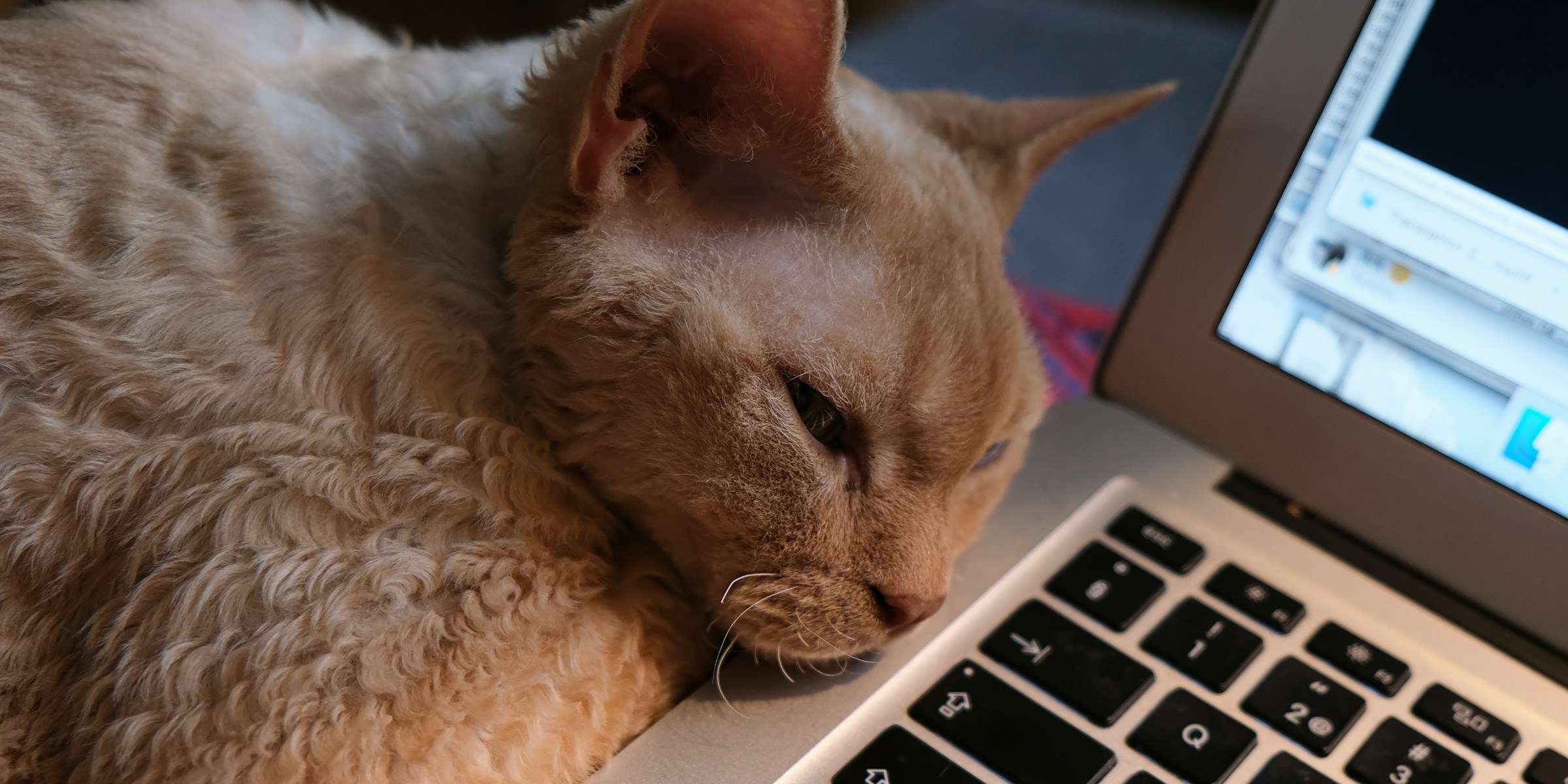 Вышло бесплатное приложение PurrPad, с&nbsp;которым трекпад MacBook начинает мурлыкать