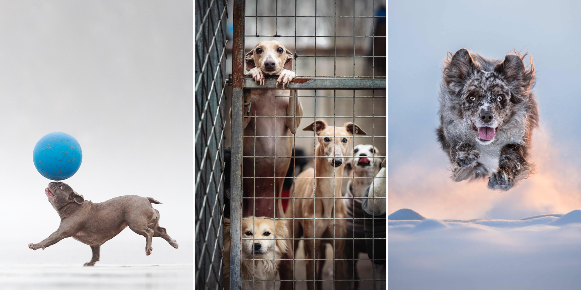 Дай лапу: 15 лучших кадров с&nbsp;фотоконкурса Dog Photography Awards 2026
