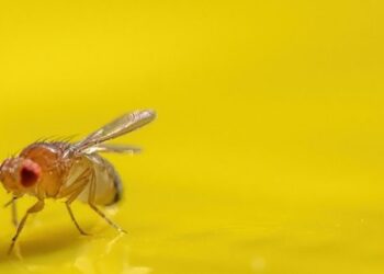 Как избавиться от мошек на кухне: причины их появления и способы борьбы