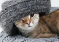 Как убрать шерсть с одежды без ролика: 11 экспресс-методов
