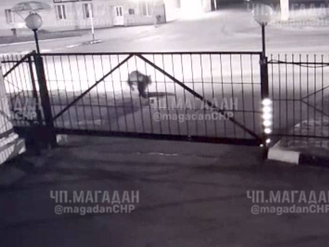 Медведь пробежал по улицам российского города и попал на видео