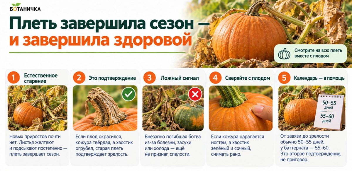 6 признаков, что тыкву пора убирать с грядки уже сейчас 6 признаков, что тыкву пора убирать с грядки уже сейчас