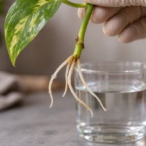 Эпипремнум вытянулся и мельчает: обрезать ли его осенью