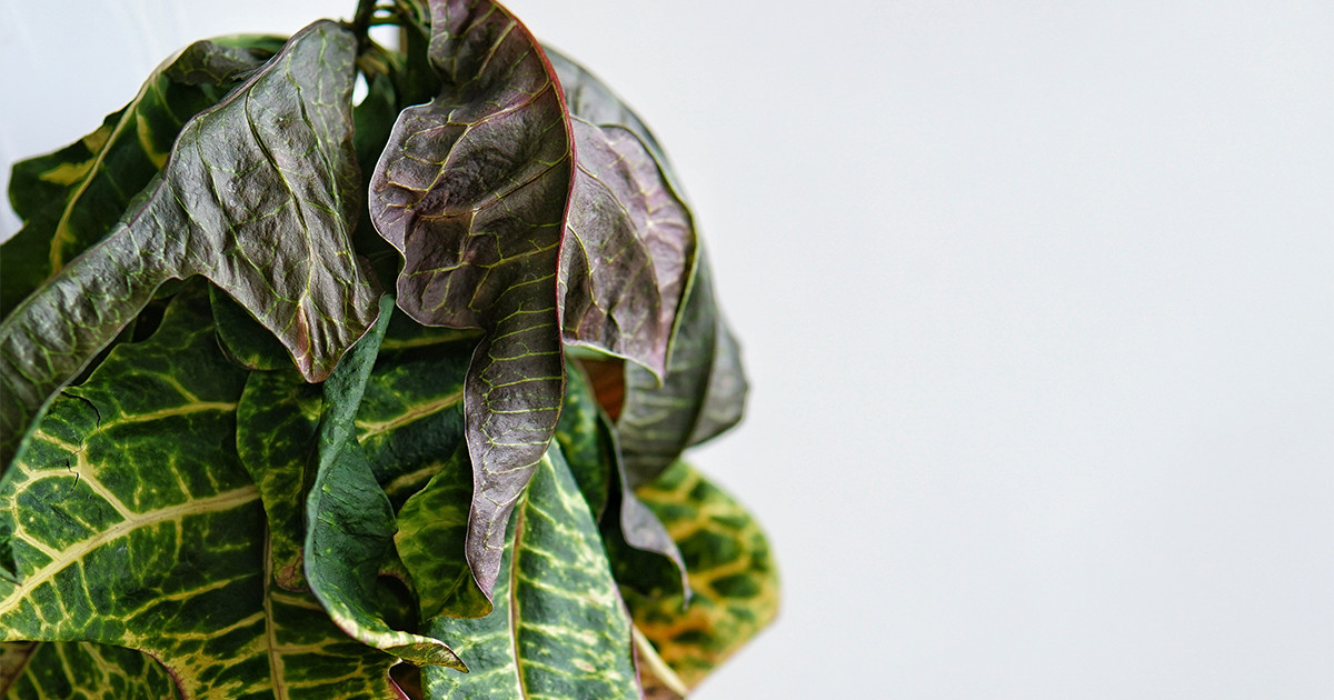 Почему у кротона опадают листья: что делать в первую очередь, чтобы помочь Почему у кротона опадают листья: что делать в первую очередь, чтобы помочь